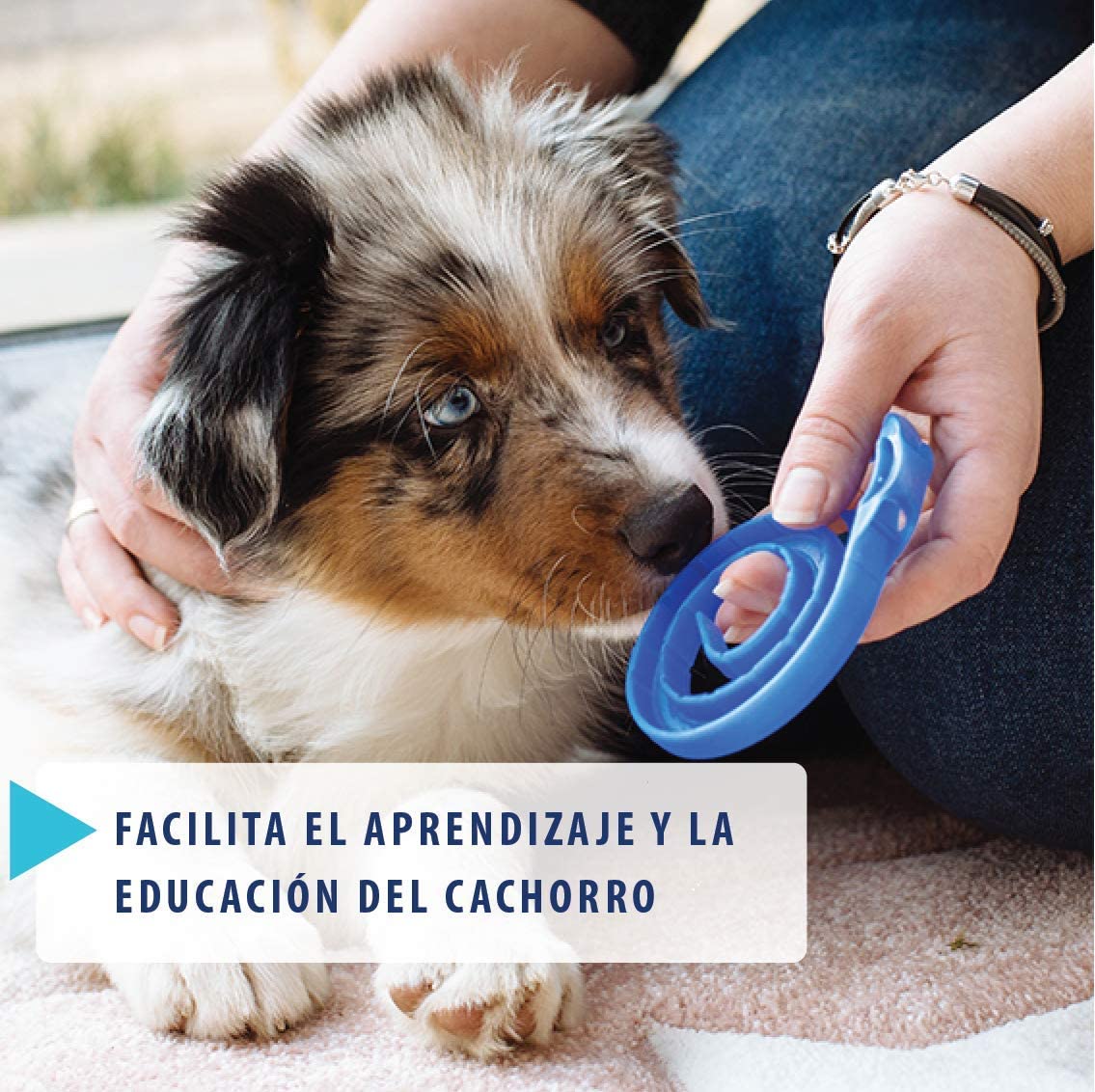  ADAPTIL Junior - Antiestrés para cachorros - Adaptación al hogar, Aprendizaje, Educación, Lloros, Quedarse solo - Collar para Cachorros 