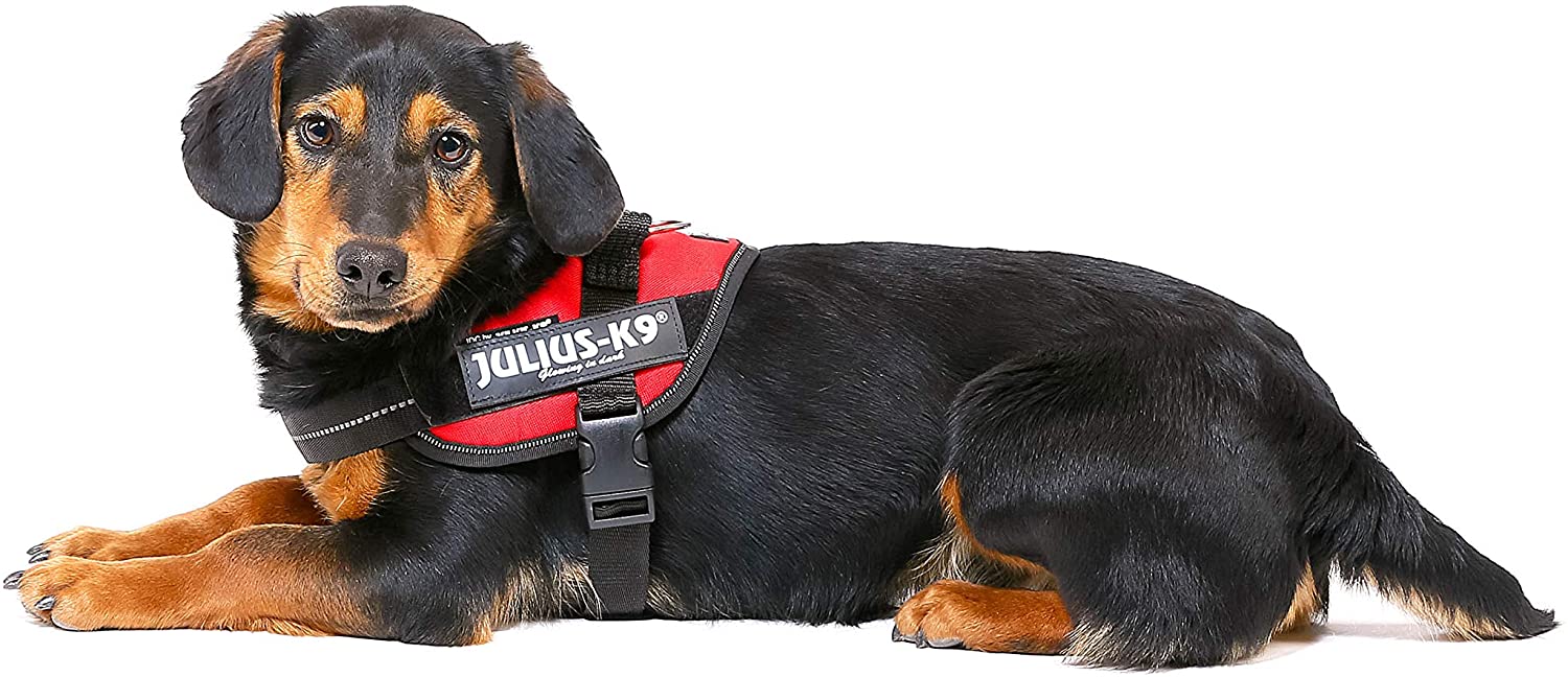  Julius-K9 16IDC - Power Harness 