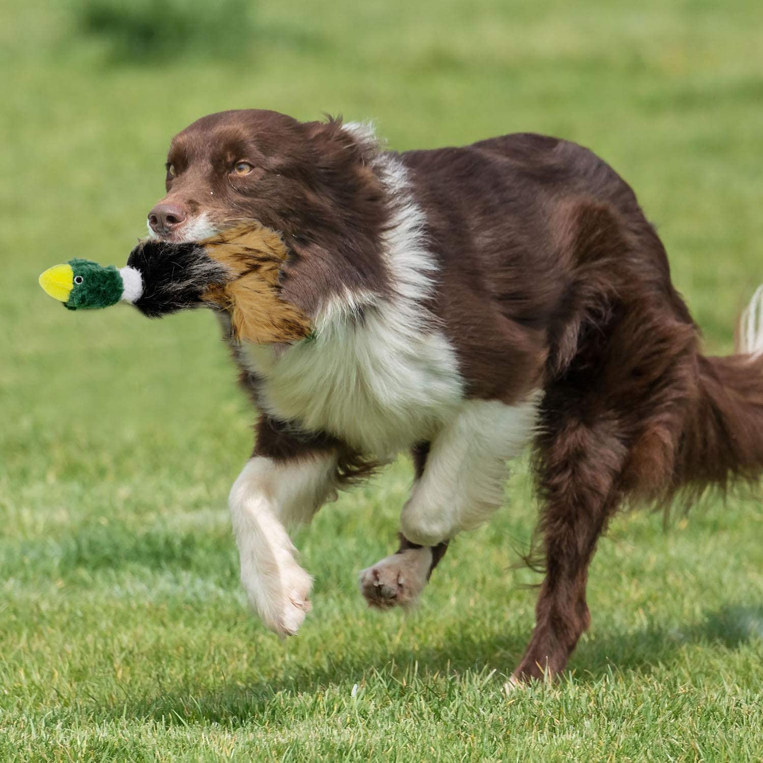  Legendog Juguete para Masticar Perros, Juego de 3 Juguetes para Cachorros interactivos/Juguete para Perros chillones/Juguetes para Perros sin Peluche/Juguetes de Peluche para Perros medianos pequeños 