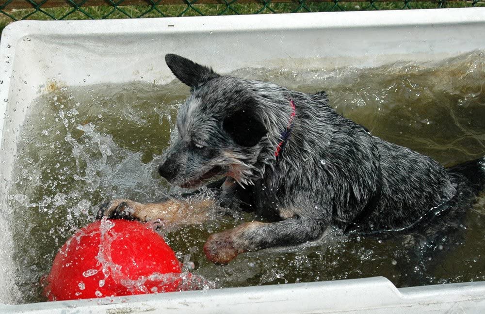  Boomer Ball 