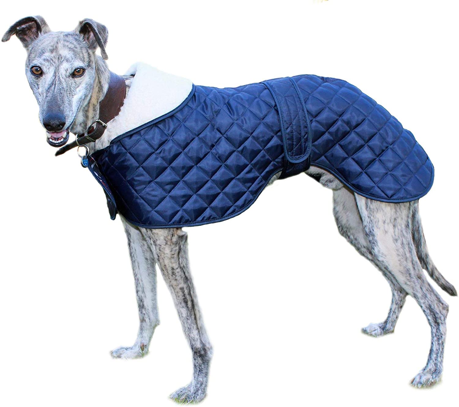  Cosipet - Anorak para Galgo, Azul 