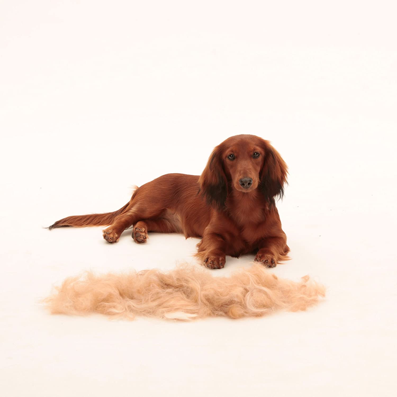  Furminator Herramienta de muda para Perros pequeños de Pelo Largo S 