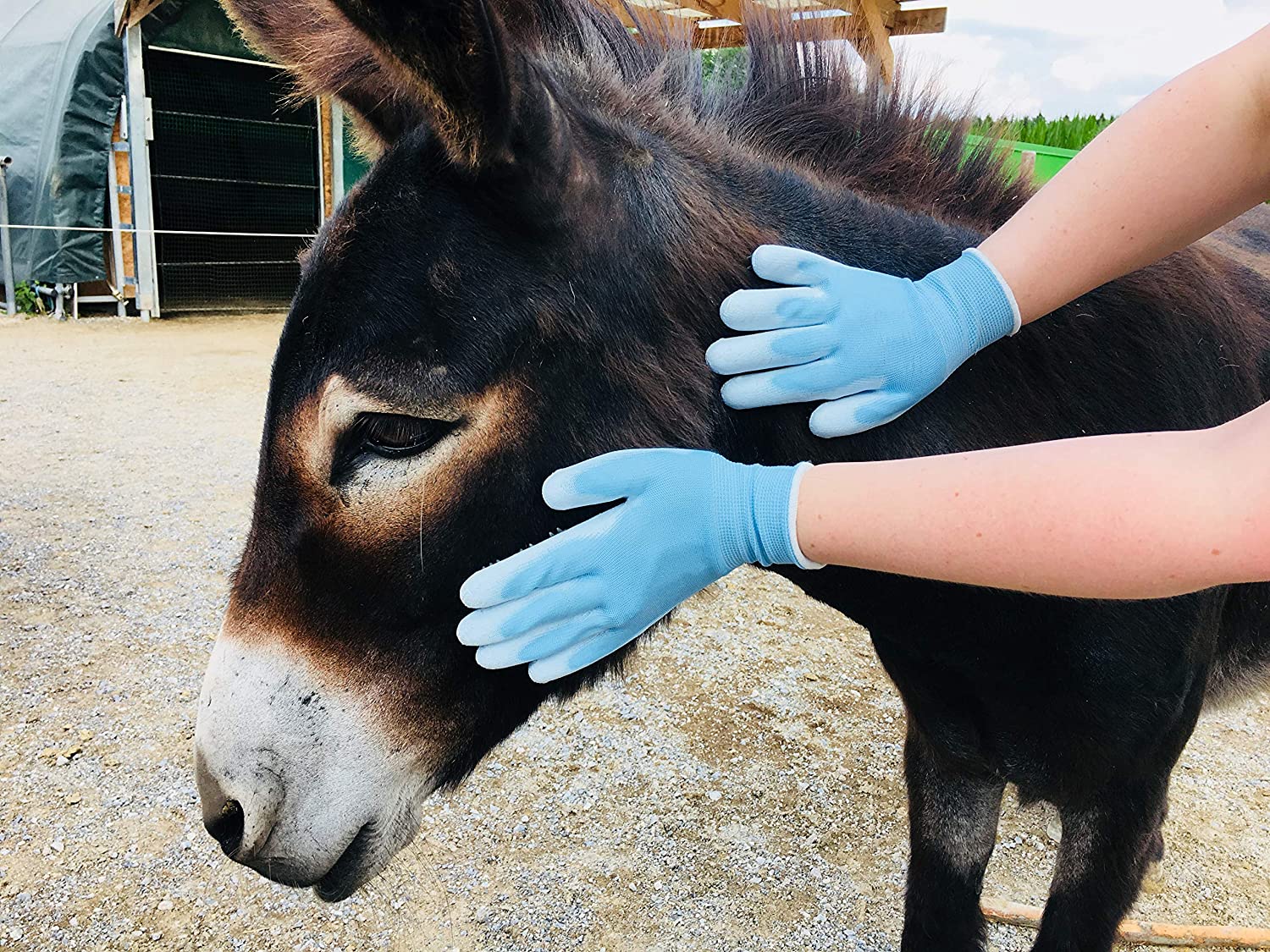  Guantes de enfermería PegaCare de calidad superior S-XL para el cuidado óptimo de animales como caballos, perros y gatos. La alternativa al cepillado de pelos de animales. 