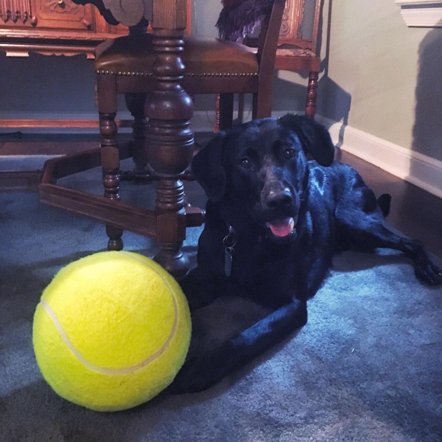  Alxcio Pelota de Tenis para Mascota, Juguete Hinchable de 9,5 Pulgadas, tamaño Grande, Gigante, Resistente, Pelotas de Tenis de Goma para niños Adultos Grandes Perros Divertidos 