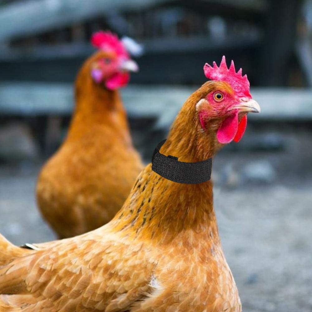  Augproveshak 10 Piezas de Collar de Pollo Anti-Gancho, Banda para el Cuello sin Ruido, Evita eficazmente Que los Pollos griten y afecta al Descanso de Las Personas 