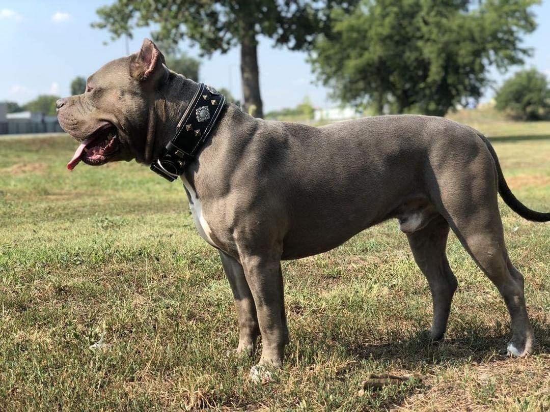  Bestia Collar de Perro Aztec de Cuero Genuino para Perros Grandes. 100% Cuero. Hecho a Mano en Europa! 