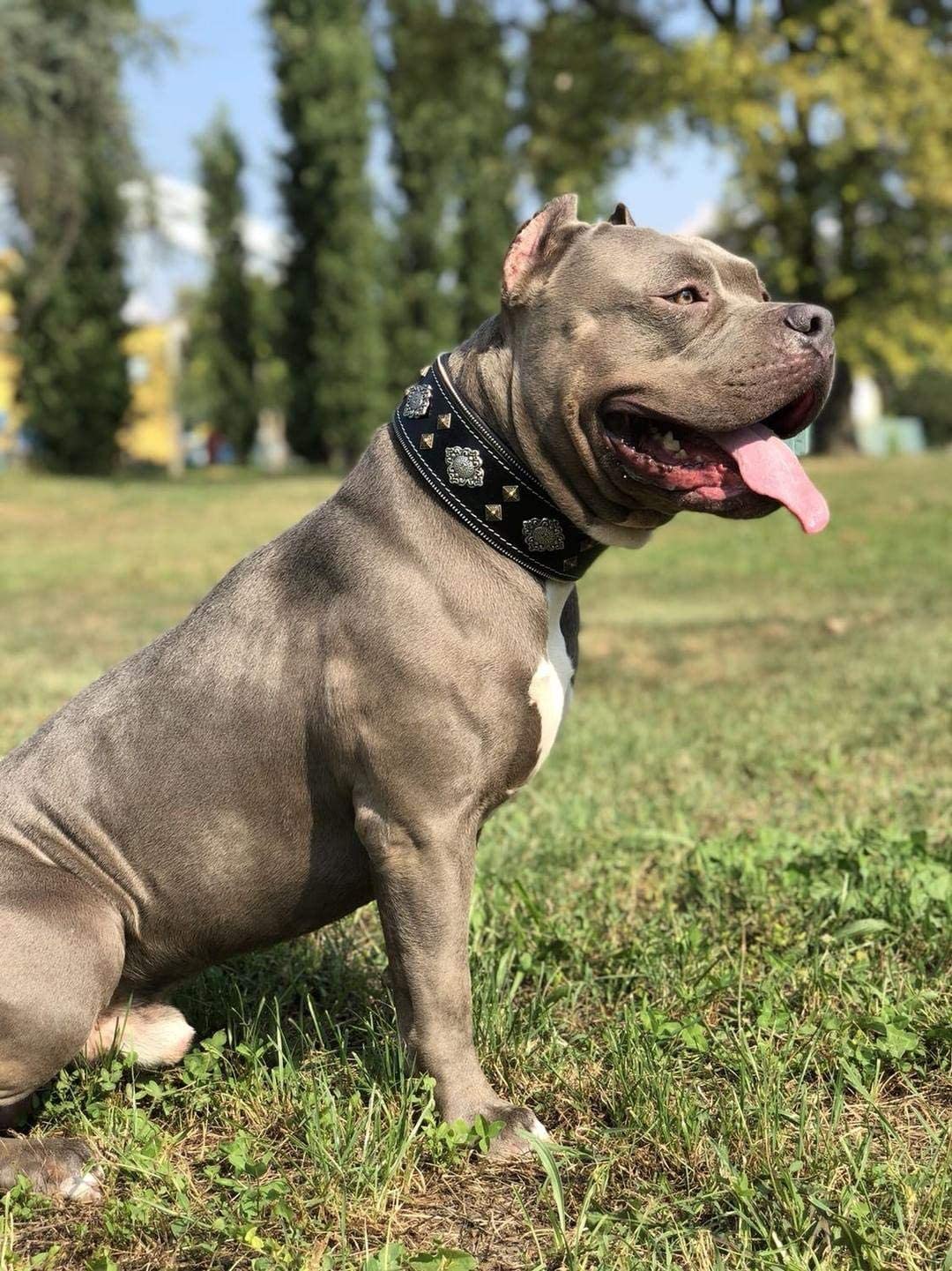  Bestia Collar de Perro Aztec de Cuero Genuino para Perros Grandes. 100% Cuero. Hecho a Mano en Europa! 