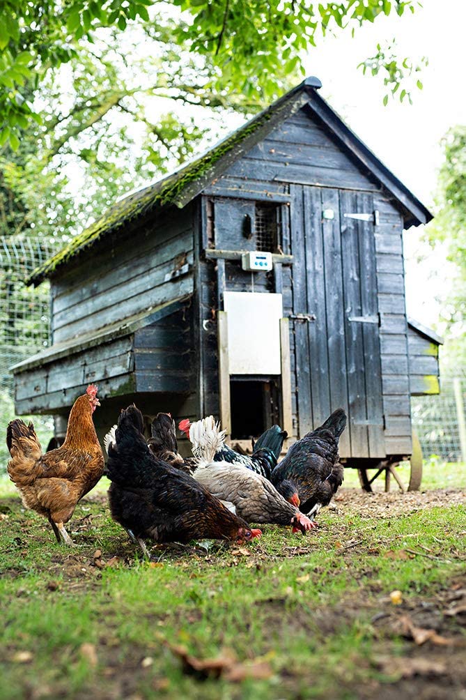  ChickenGuard ® Extreme - Sistema de Apertura Automática para Puerta de Gallineros 