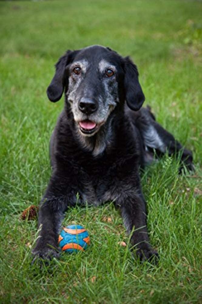  Chuckit! 52068 Ultra Squeaker Ball, 1 Pelota para Perros Compatible con el Lanzador, M 