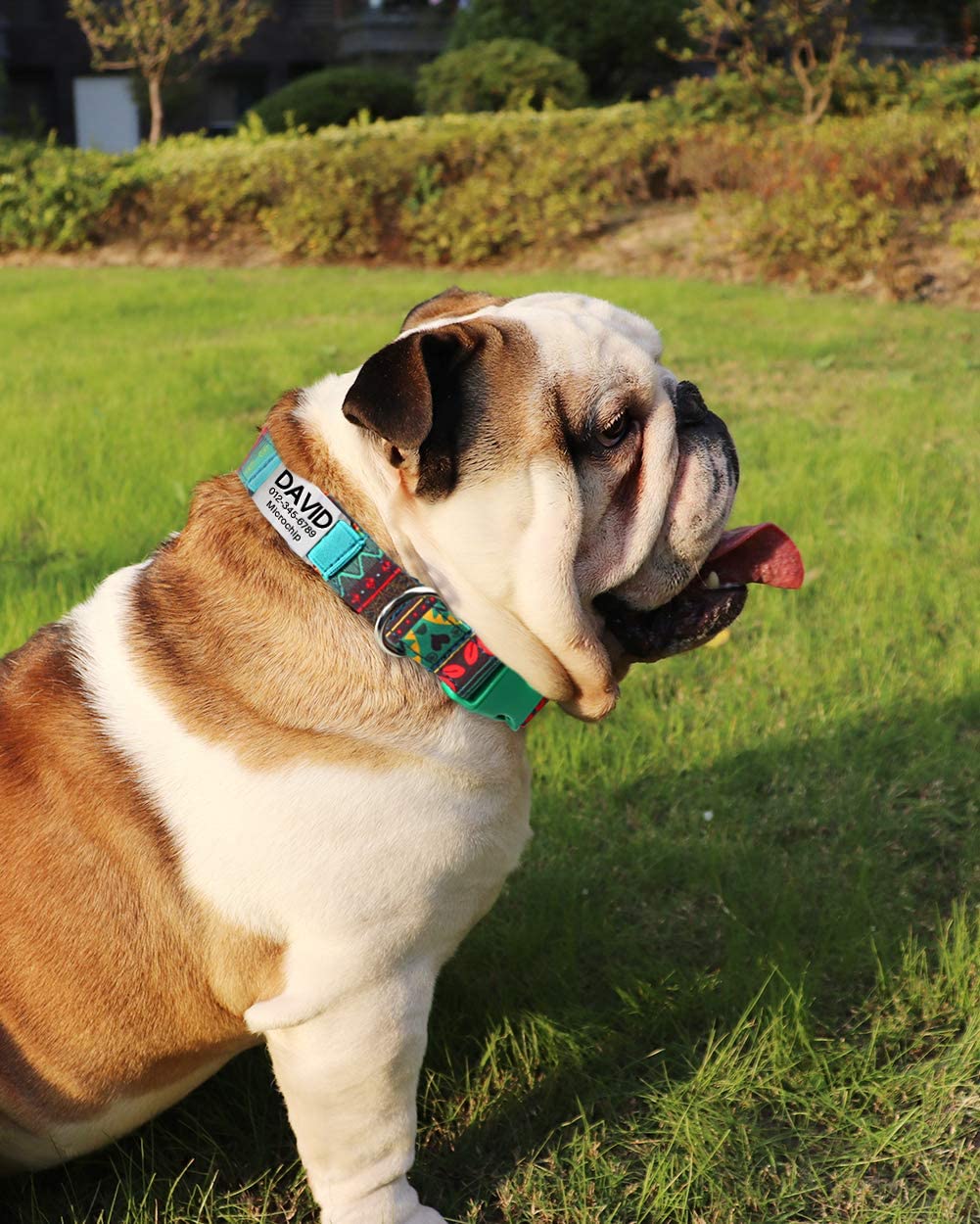  Collar de perro Personalizado,Placa de acero inoxidable,Grabado con nombre y número de teléfono,Cyan Mayan Grande 