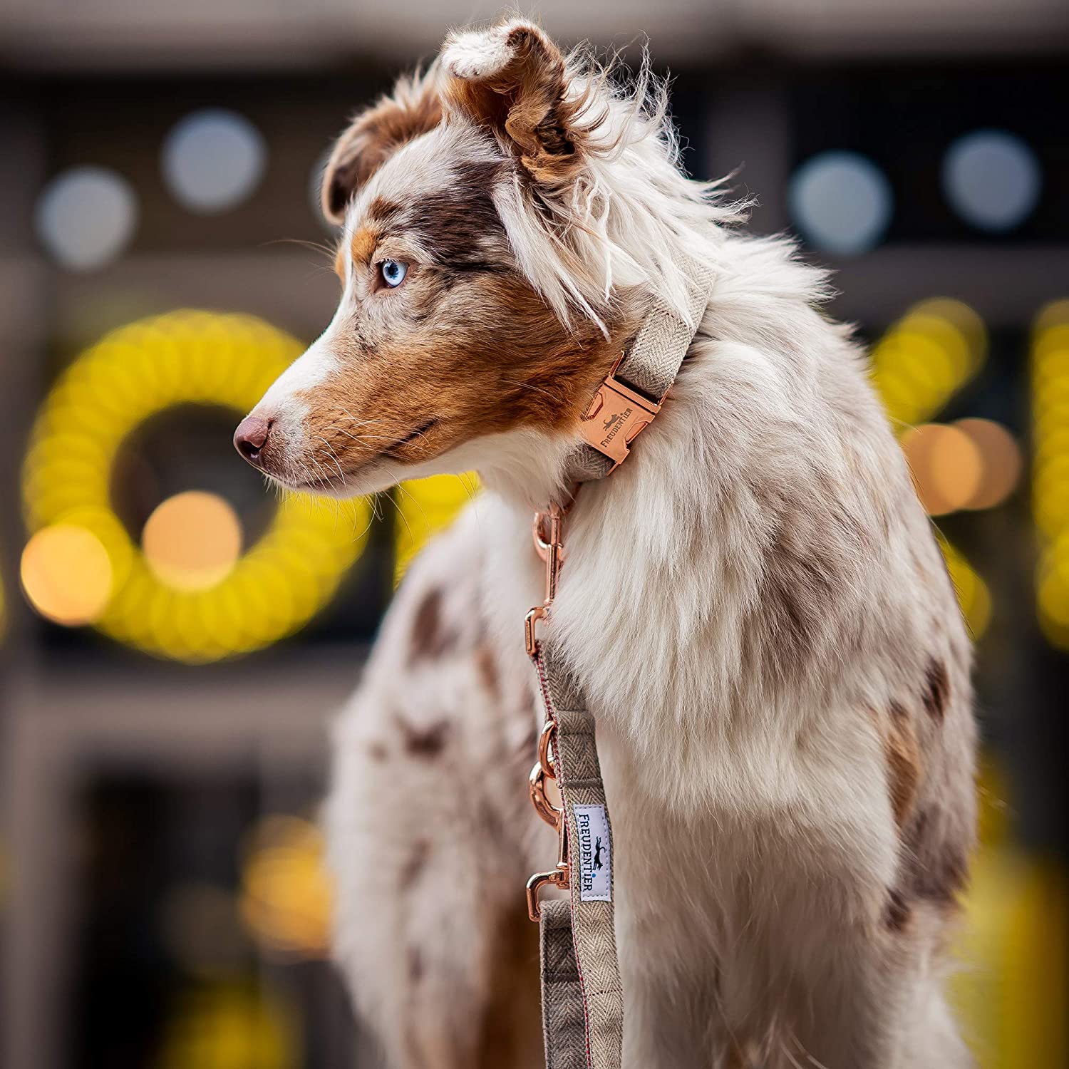  Correa para perro de compañía (2m) + collar a juego| Excepcionalmente elegante y ajustable 