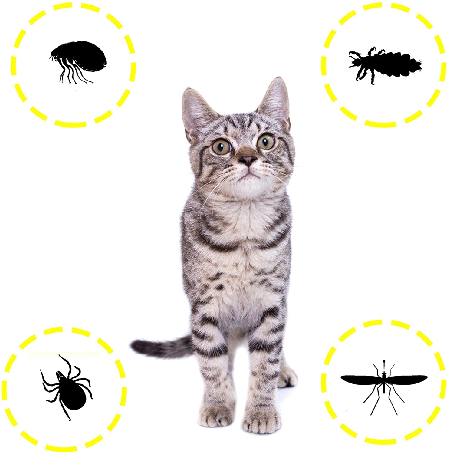  DISANE Pipetas Antiparasitarias para Gatos Naturales | 2 Meses de Protección Antipulgas, Contra Insectos y Parásitos: Pulgas, Garrapatas y Mosquitos | Formuladas Bajo Control Veterinario para el Gato 