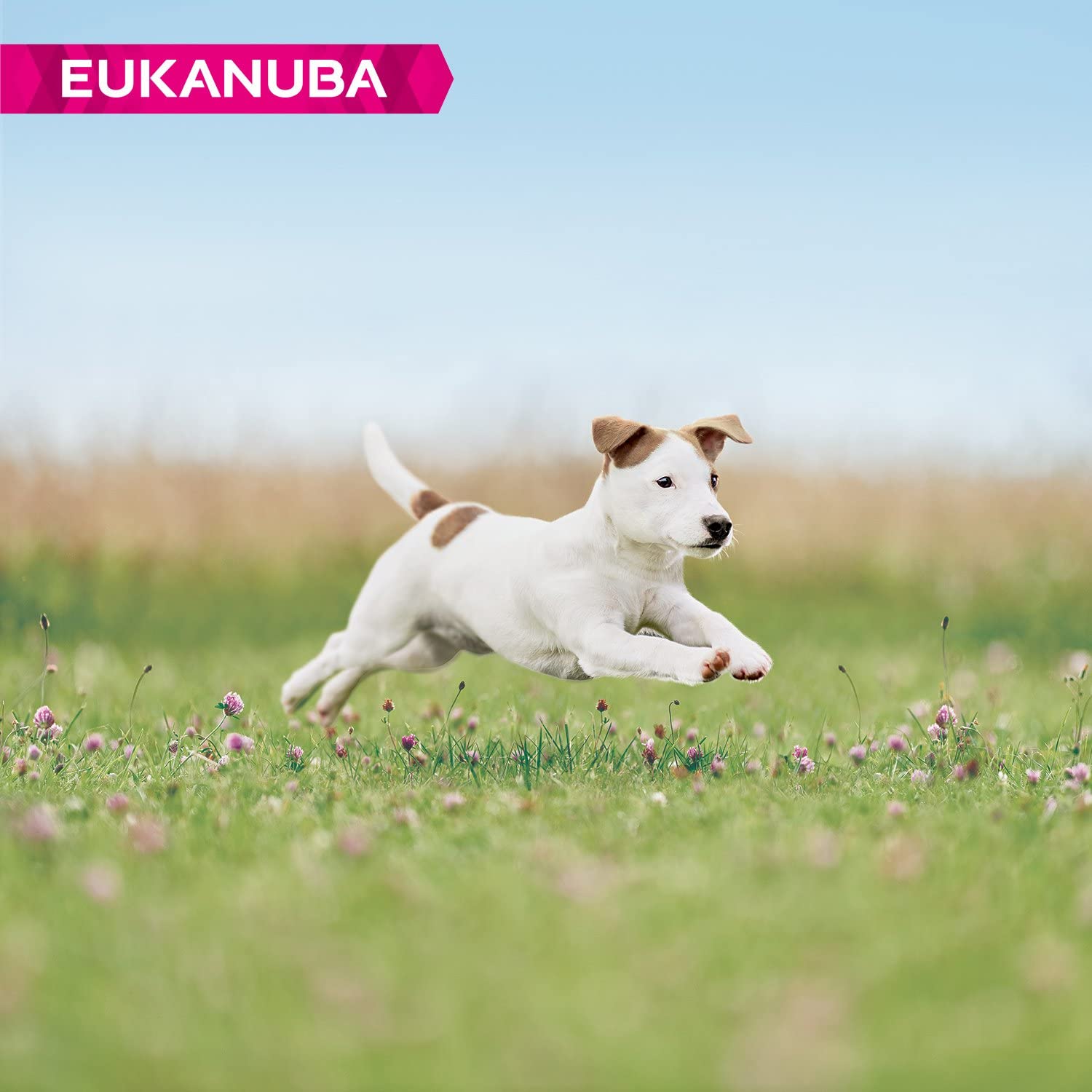  EUKANUBA Cachorro de Raza Pequeña en Crecimiento rico en pollo fresco [1 kg] 