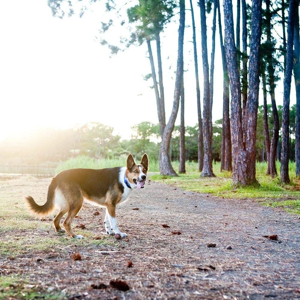  EzyDog Neo Classic - Collar para perro de neopreno, acolchado, para perros grandes, medianos, medianos y pequeños, reflectores para una perfecta visibilidad 