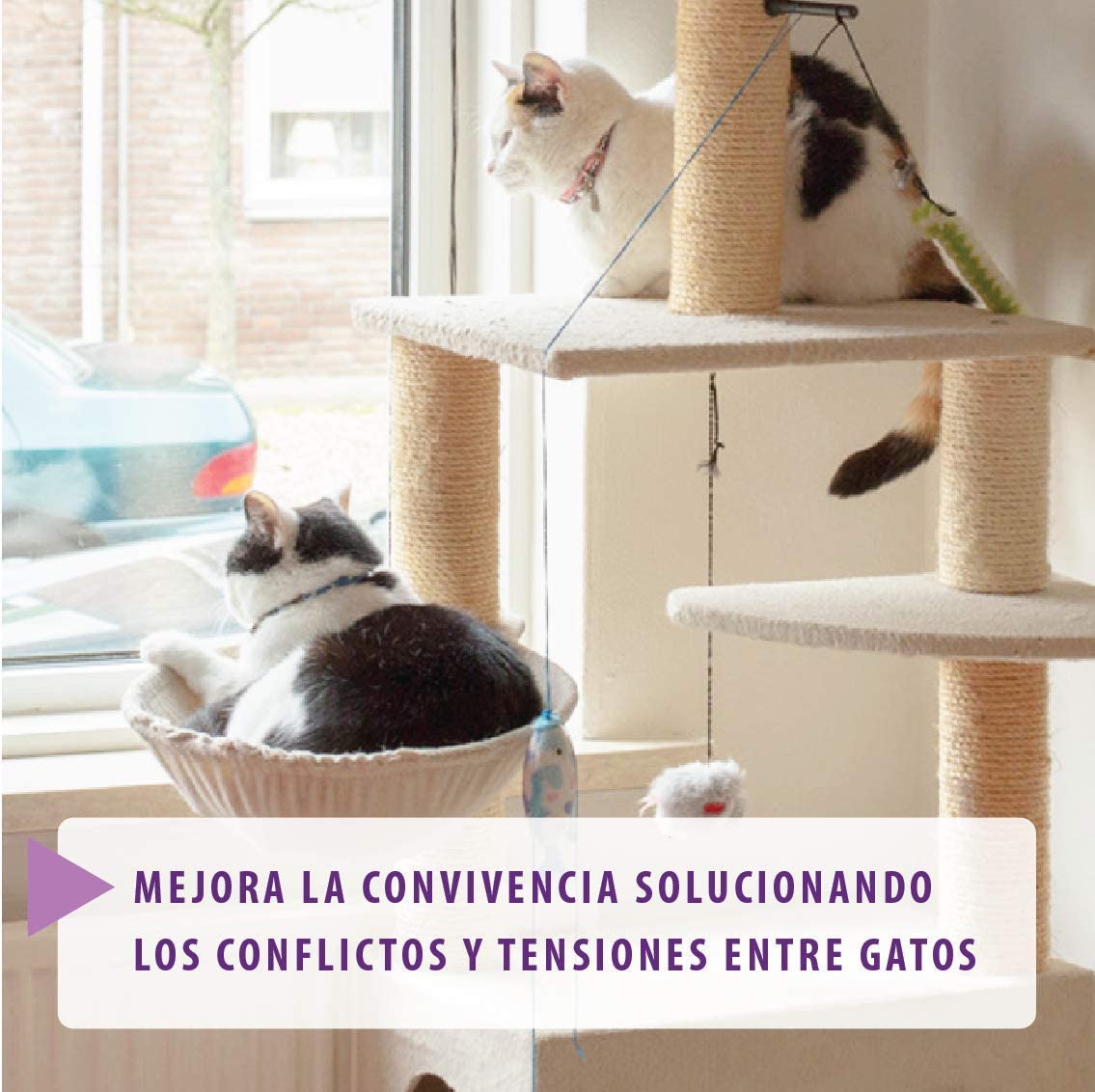  FELIWAY Friends - Anticonflictos para gatos - Peleas, Persecuciones, Bufidos, Bloqueos - Recambio 48 ml 