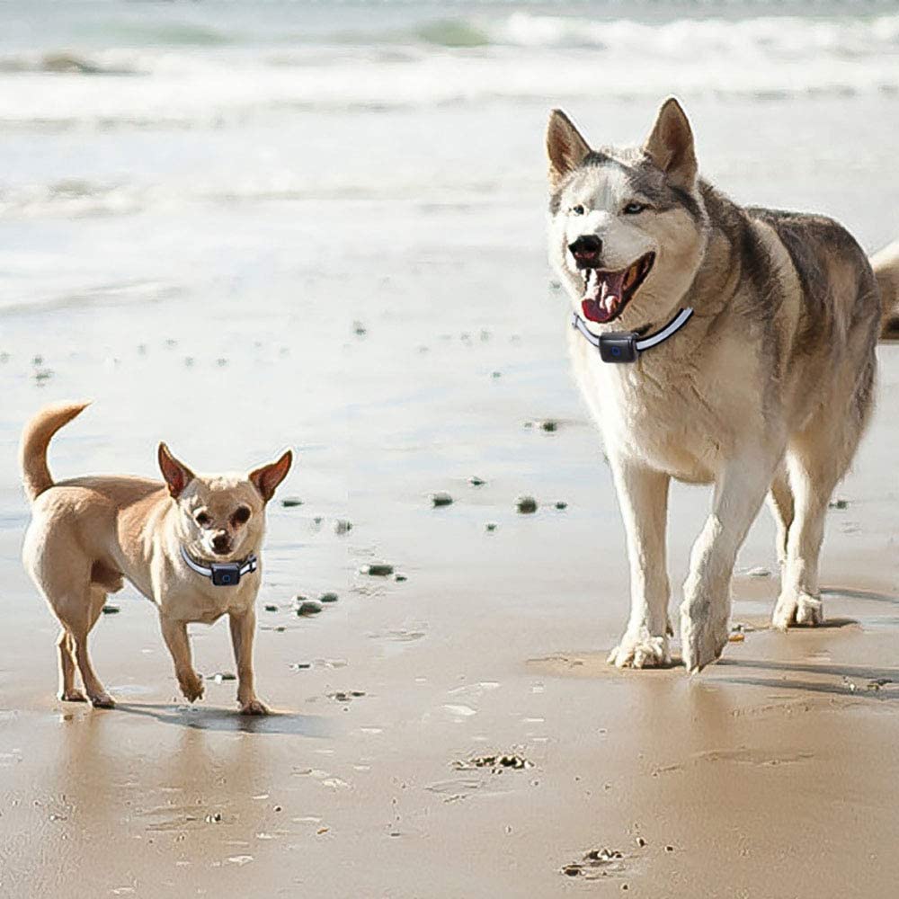  FXQIN Rastreador GPS para Perros, Anti Lost Pets Collar - Dispositivo de rastreo de Perros liviano e Impermeable y buscador de Mascotas, 2 tamaños de Opciones,S 