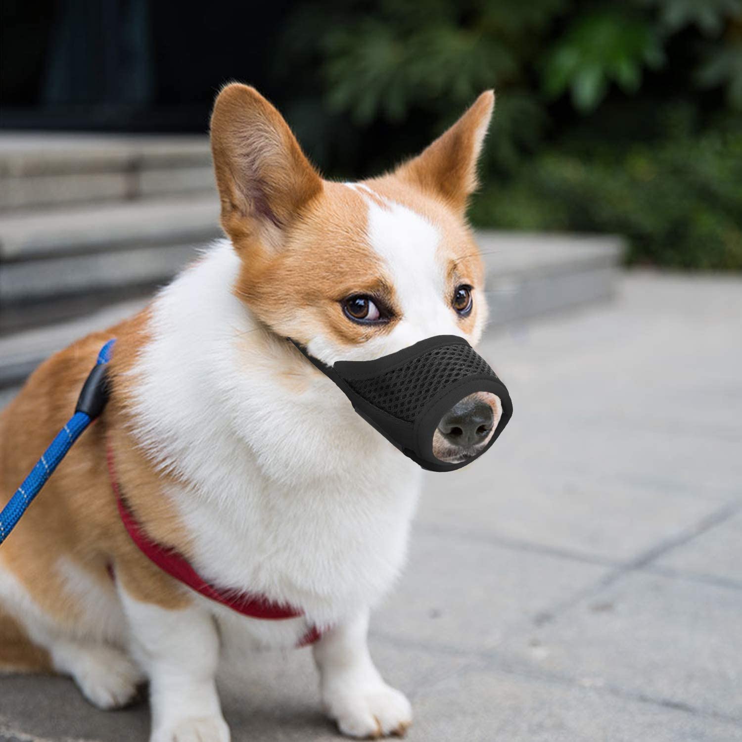  IREENUO Bozales para Perros con Lazo Ajustable Tela Suave de Malla Transpirable Prevenir para Morder, Ladrar y Comer 