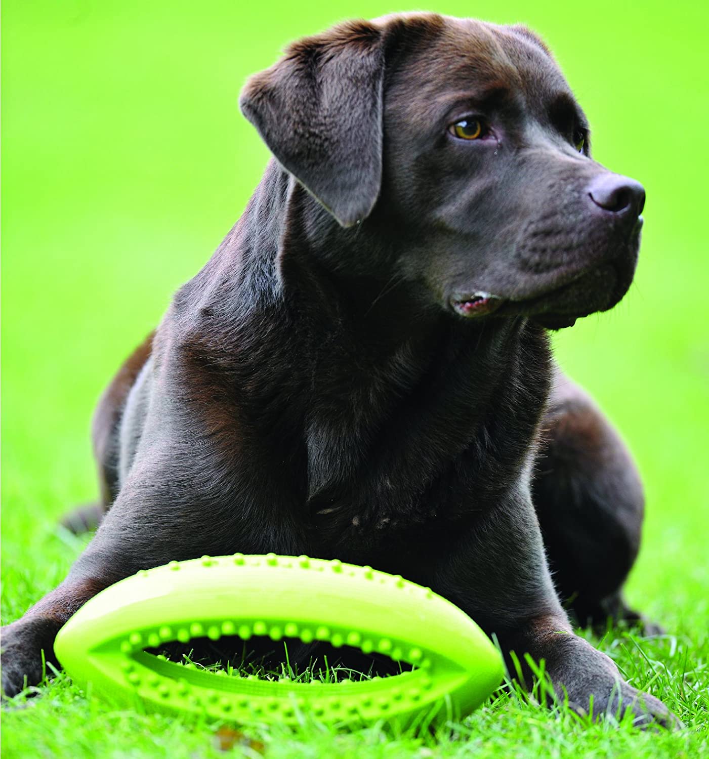  Juguete para Perros de Happy Pet, con Forma de balón de Rugby 