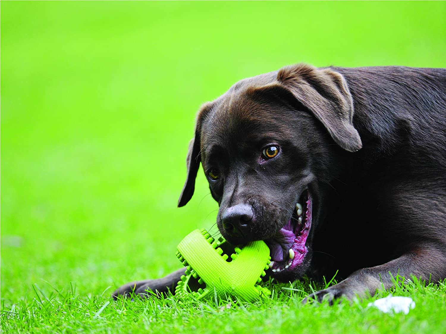  Juguete para Perros de Happy Pet, con Forma de balón de Rugby 