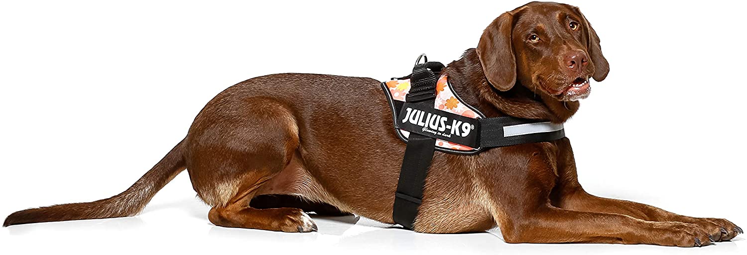  Julius-K9 16IDC - Power Harness 