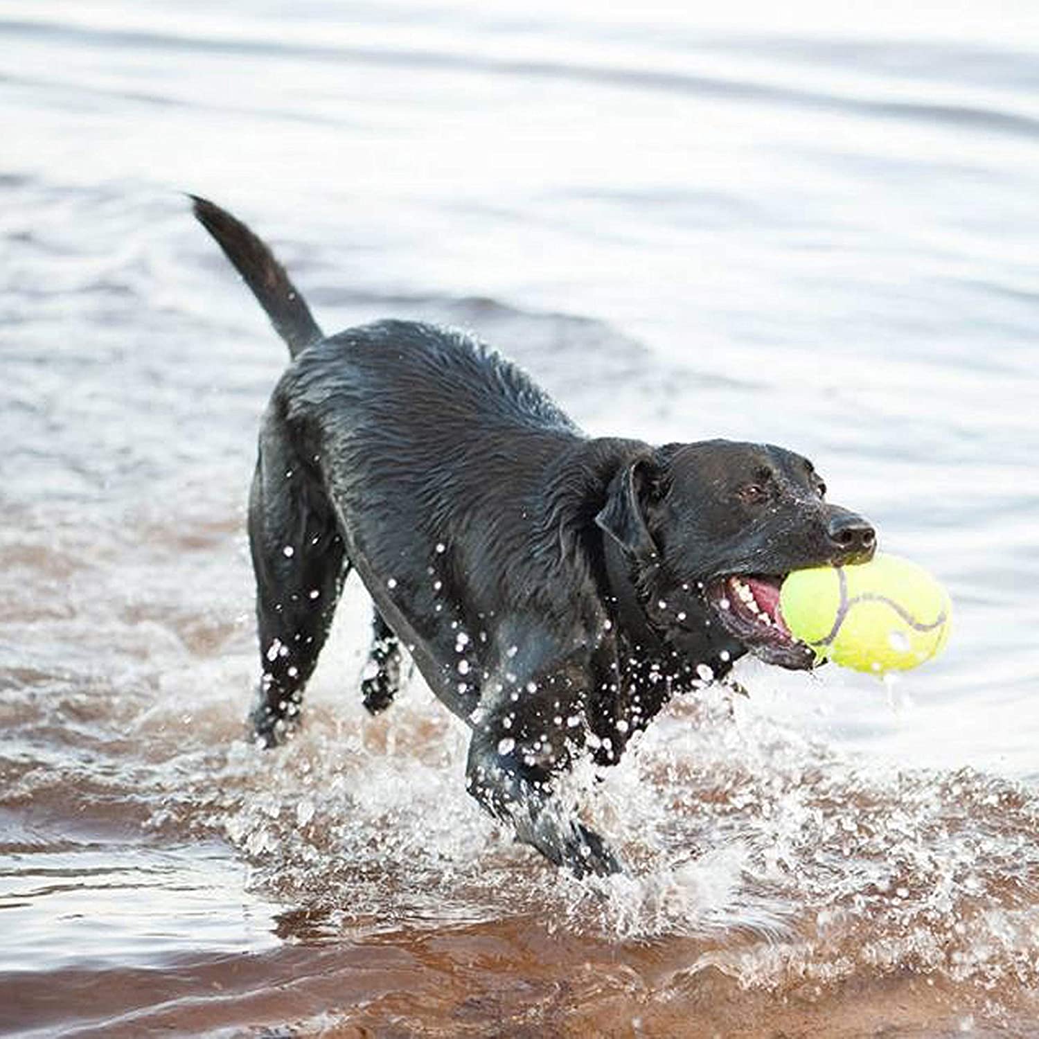  KONG - AirDog® Squeaker Football - Juguete sonoro y saltarín, tejido pelota de tenis - Raza mediana 