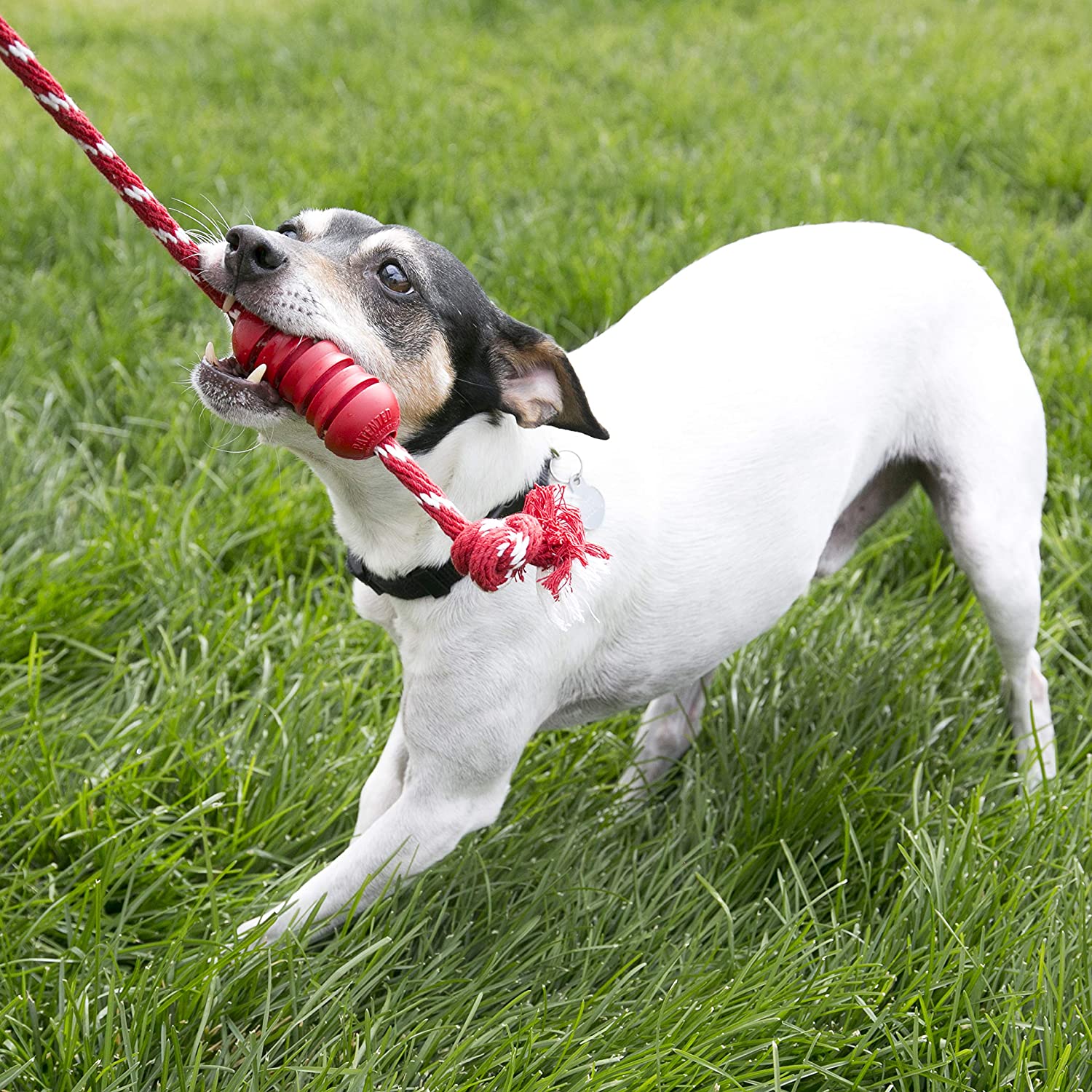  KONG - Dental with Rope - Mordedor y limpiador bucal para perro - Raza mediana 