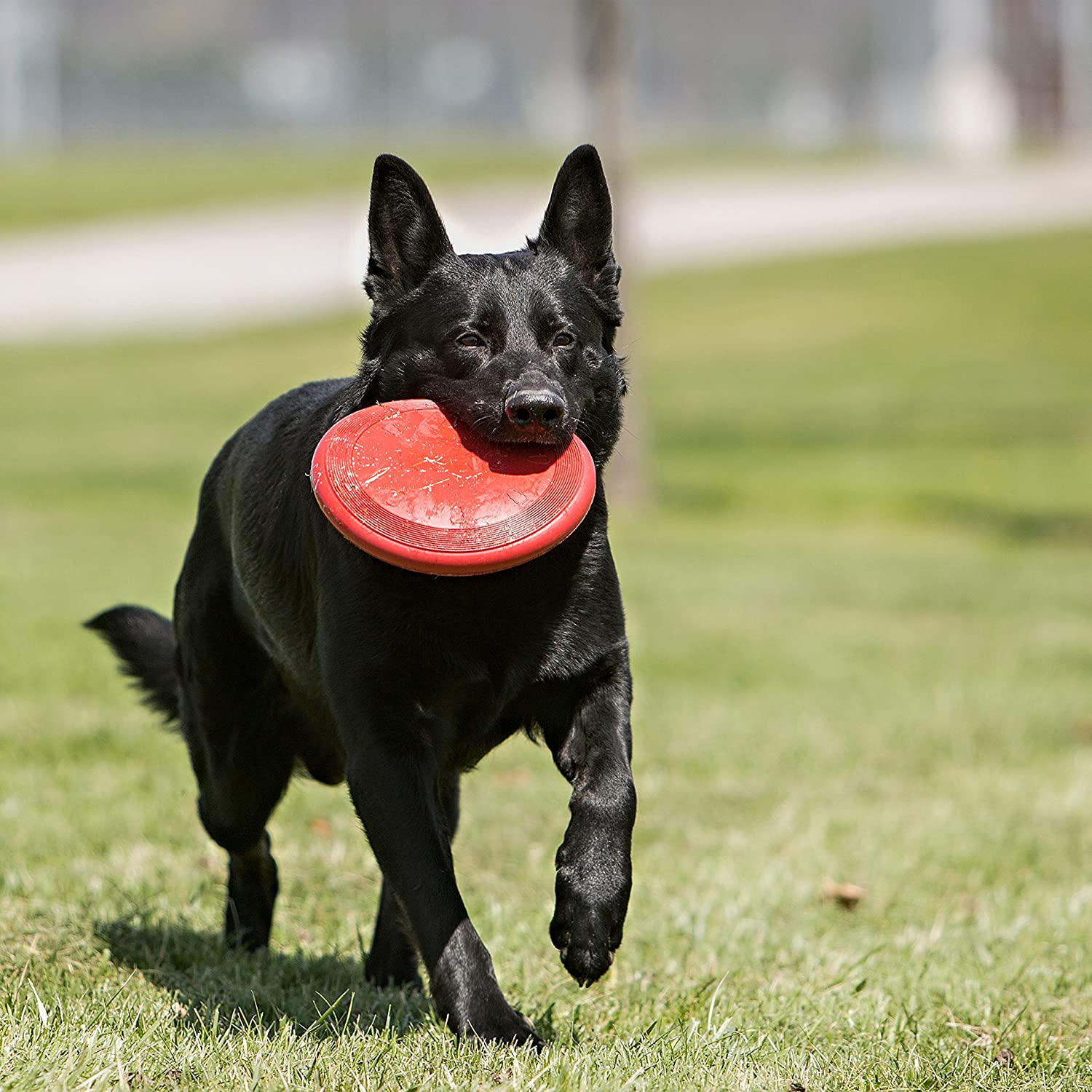  KONG - Flyer - Frisbee de caucho resistente - Raza grande 