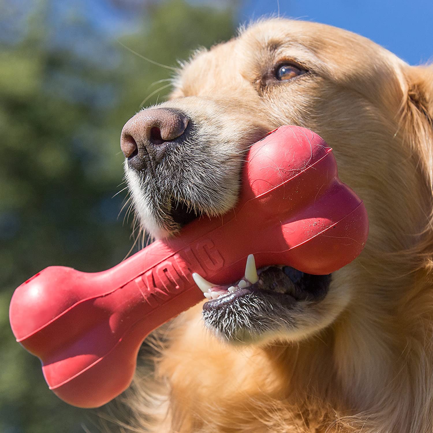  KONG - Goodie Bone™ - Hueso dispensador de golosinas en Caucho Resistente - Raza Grande 