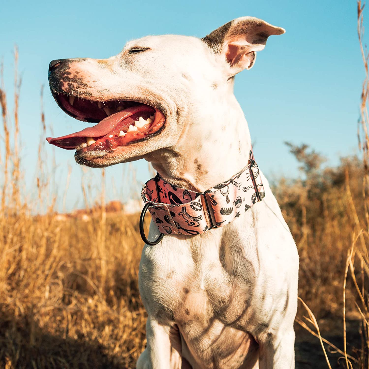  Nenoo Collar Sedoso Martingale Para Perros Fuertes y Perros Que Escapan, Para Cuellos 32-40 Centimeter, Galgo, Saluki, Bull Terrier, Boxer 