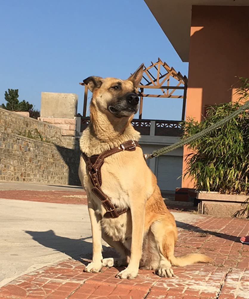  OCSOSO Cuero Durable marrón Piel auténtica Perro Chaleco arnés Seguridad Perro arnés para Chapado en Latón Mediano o Grande Perros 33,5 "-35 cm de Pecho con Perro Correa Gancho 