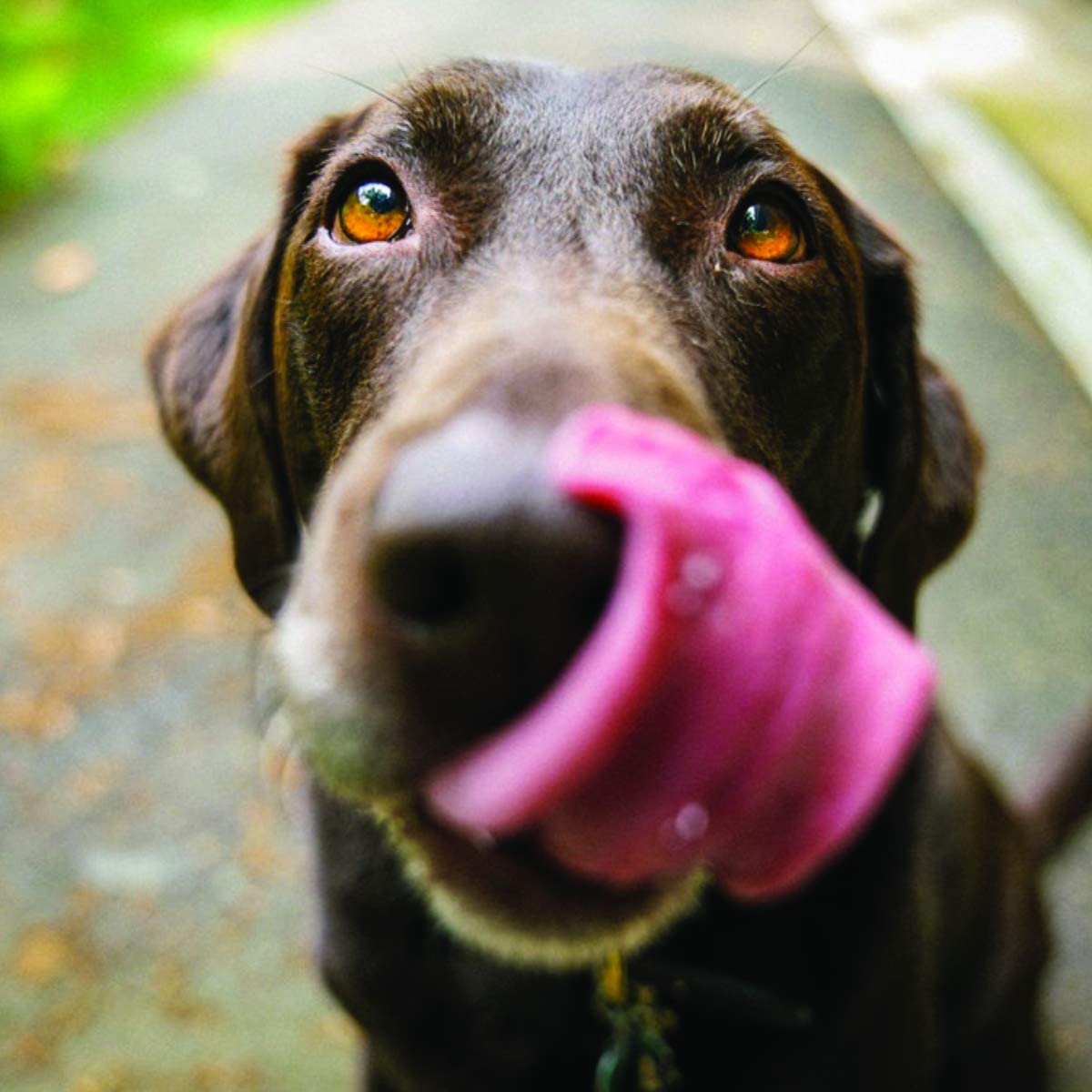  Orejas de cerdo deshidratadas ideales como premio, golosina o recompensa para tu perro - Bolsa 10 unidades 