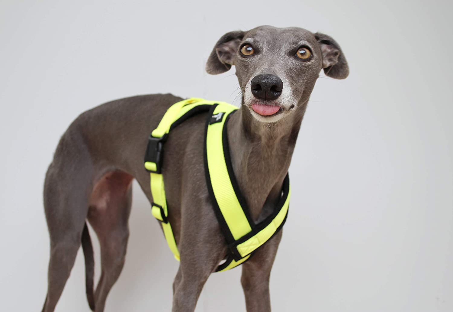  The Trendy Whippet Arnés Amarillo de Alta Visibilidad en Forma de Y, en 3 Colores, con Forro Polar, Correa Ajustable, diseño de Galgos, Lurchers, Galgos, Saluki, Sighthound 