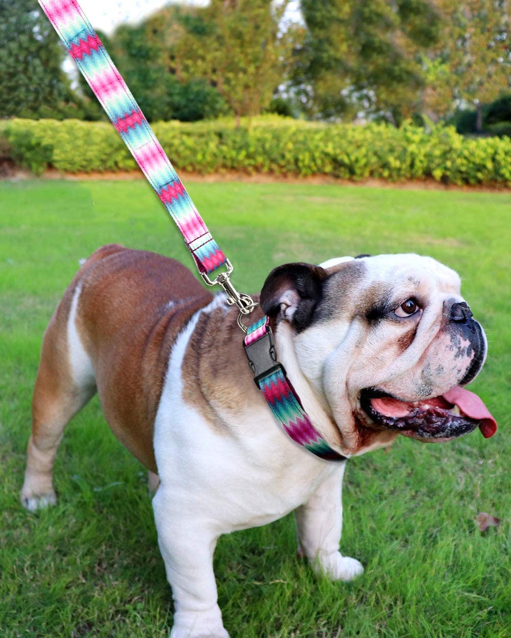  Vcalabashor Collar de Perro Personalizado, Placa de Acero Inoxidable grabada con Nombre y Número de Teléfono del Perro,Púrpura Medio 