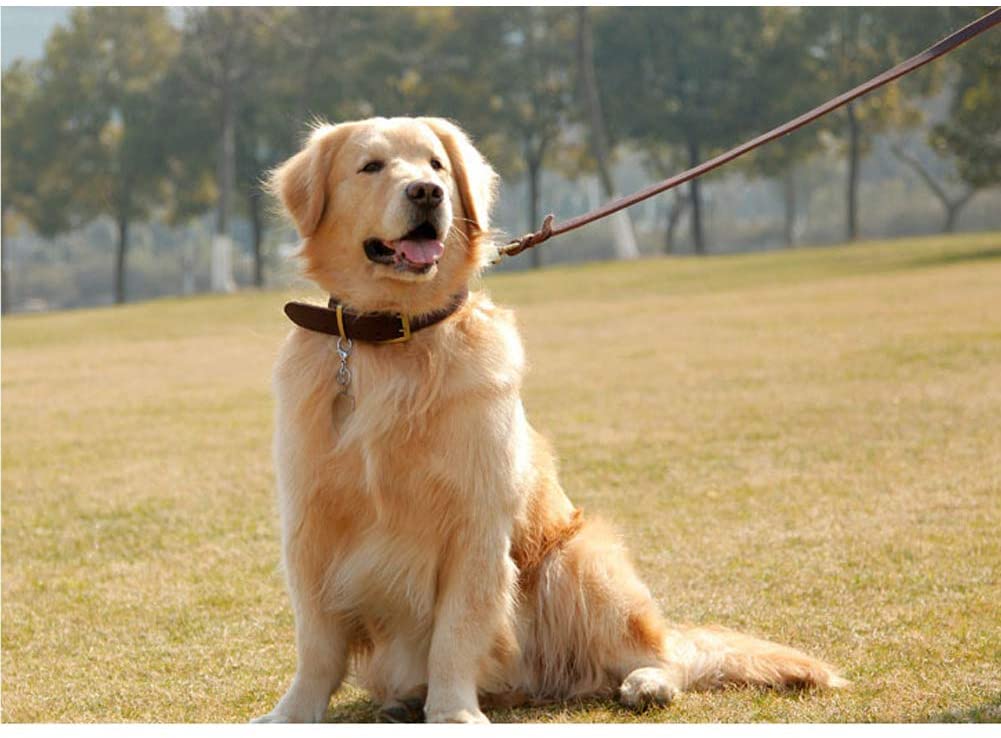  Bello Luna Correa de Perro de Cuero. Correa Trenzada para Entrenamiento de Perro de 3.9 pies para Perros Grandes o medianos. 