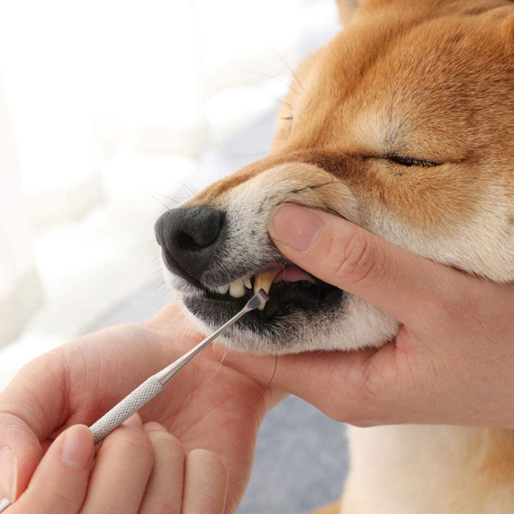  Bicaquu Mascotas Limpieza de Dientes Pluma de Doble Punta Herramienta Tartar Remover Raspador de Piedra Dental para Perros Gatos 