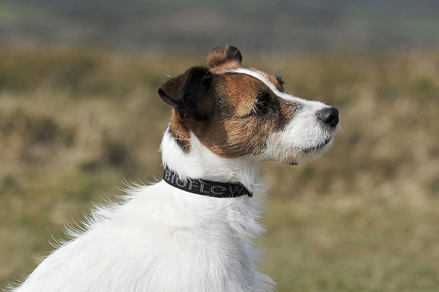  Bioflow Collar Perro Magnético Negro - S (hasta 45cm) 