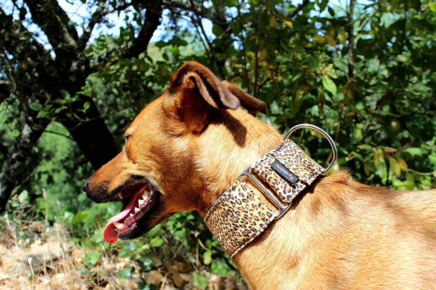  candyPet Collar Martingale Para Perros - Modelo Leopardo, L 