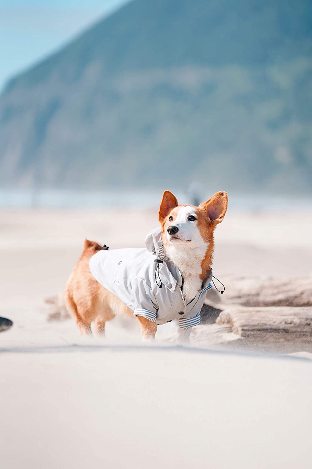  Chubasquero con cremallera para perro con botones reflectantes, bolsillos, resistente a la lluvia/agua, cordón ajustable, capucha extraíble, XXS a XXL, varios colores 