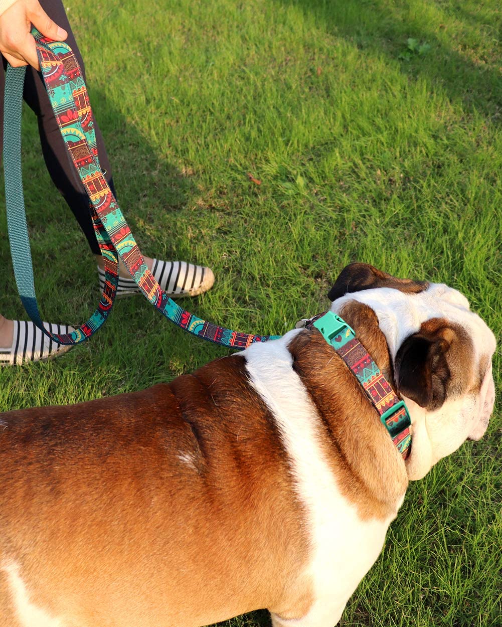  Collar de perro Personalizado,Placa de acero inoxidable,Grabado con nombre y número de teléfono,Cyan Mayan Medio 