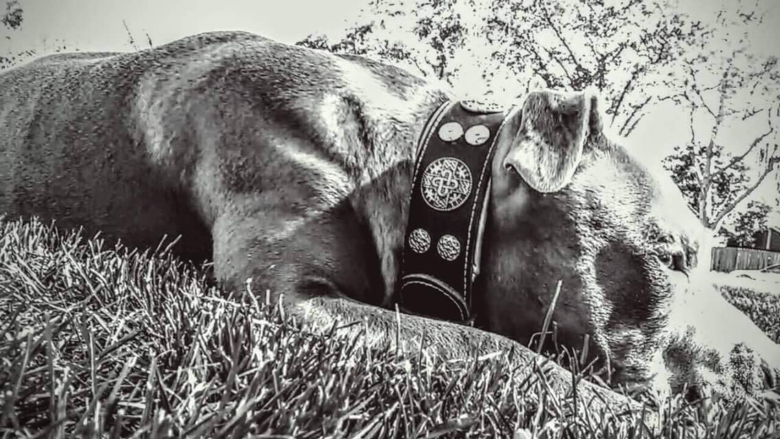  Collar Hektro de Bestia. Collar de perro de piel auténtica 100 % para razas grandes, como mastín italiano, rottweiler, bóxer, bullmastiff y dogo. Collar de calidad con tachuelas; tallas L-XXL, 6,3 cm de ancho, acolchado, fabricado en Europa 