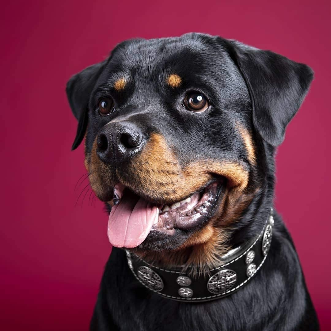  Collar Hektro de Bestia. Collar de perro de piel auténtica 100 % para razas grandes, como mastín italiano, rottweiler, bóxer, bullmastiff y dogo. Collar de calidad con tachuelas; tallas L-XXL, 6,3 cm de ancho, acolchado, fabricado en Europa 