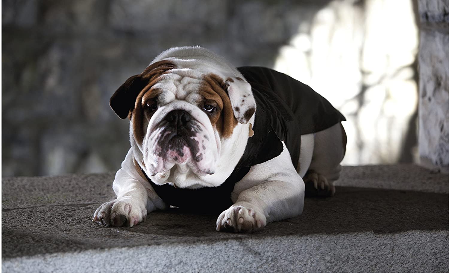  Croci Chaqueta Acolchada específica para Bulldog francés, Bulldog inglés y Carlino para Perros, 47 cm 