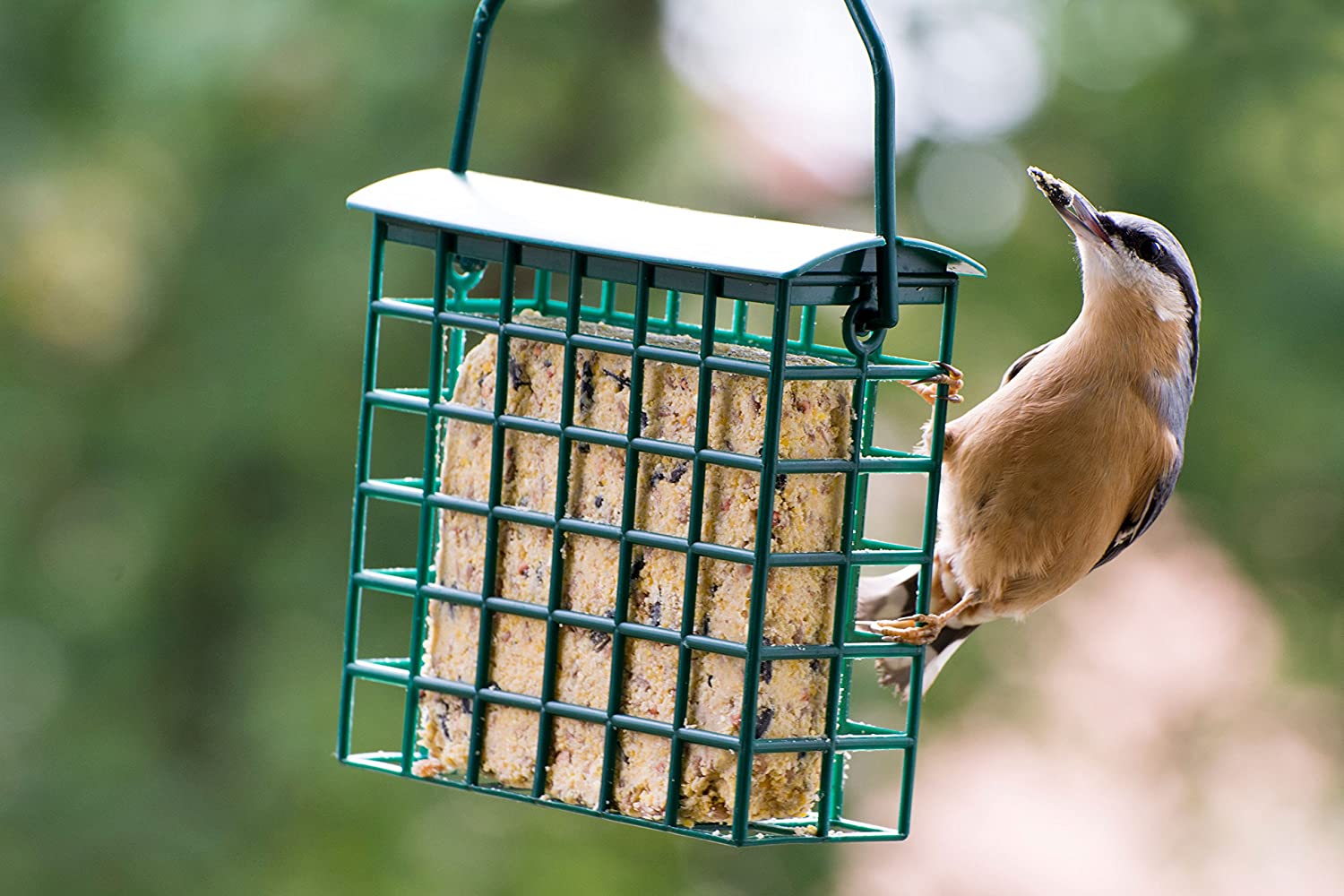  dobar Seis proteinreiche Energía Bloques Grasa Bloques Incluye 2 Comedero Gratis para Colgar, ganzjähriges pájaro Forro Grasa Forro para pájaros Salvajes, 1er Pack (1 x 1.8 kg) 