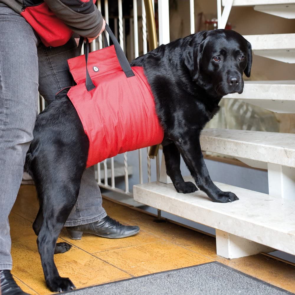  Doxtasy Asistente de arnés para Perro 