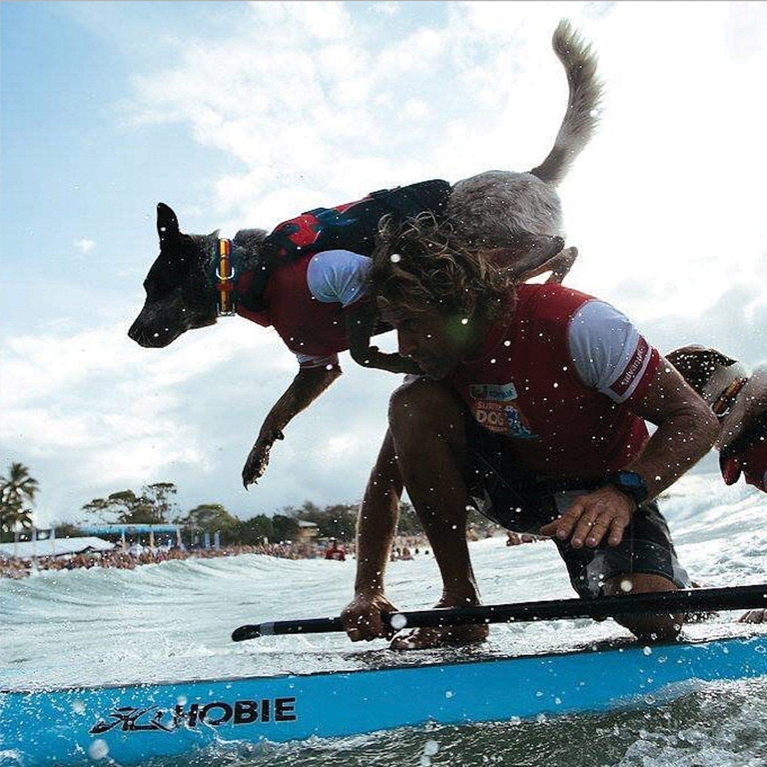  EzyDog Chaleco Salvavidas para Perros - DFD - Ideal para Natación y para que tu Cachorro esté Seguro en el Agua, Perros Seguridad Natación Ropa (S, Amarillo) 