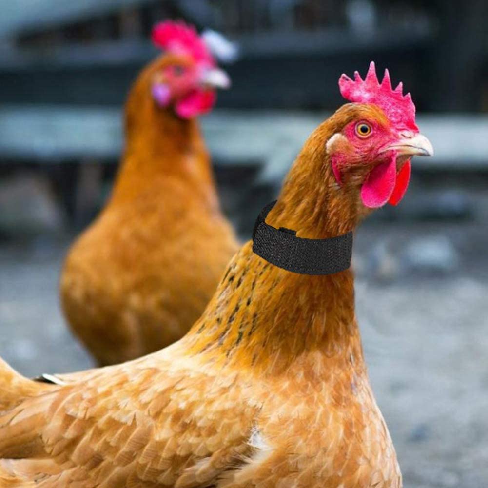  Fattigger Accesorios para Mascotas pequeñas y 2 Piezas de Cuello de Pollo de Nailon sin Gancho, Cuello de Aves de Corral de Ganso Ruidoso, Rojo, 2 Unidades 