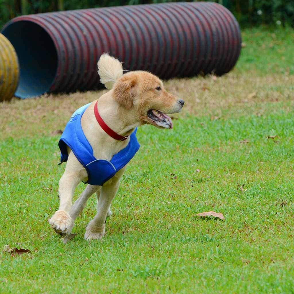  FBGood – Chaqueta de refrigeración para Mascotas – Chaqueta de Perro Ligera de Abrigo de Animal Familiar de prevención del Calor – Refrigerante Verano anticalor, Azul, S 