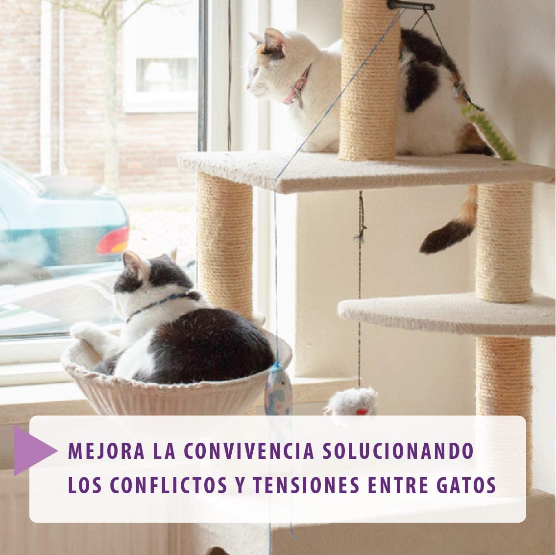  FELIWAY Friends - Anticonflictos para gatos - Peleas, Persecuciones, Bufidos, Bloqueos - Difusor + Recambio 48 ml 