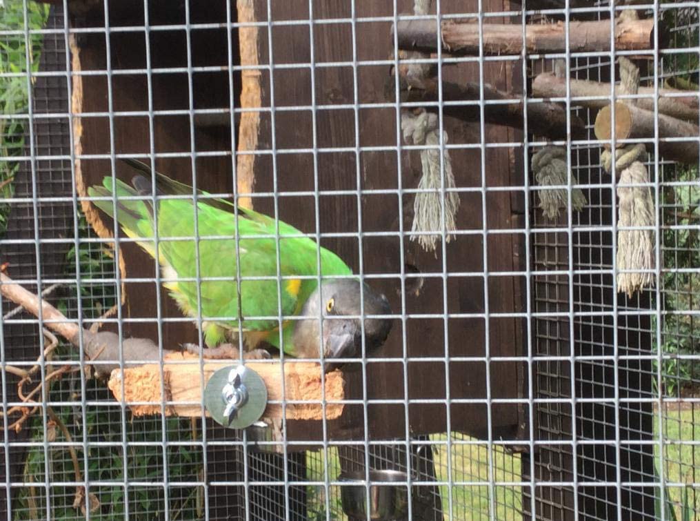  Juego de 3 Perchas para pájaros de Corteza de Corcho Natural. para Sentarse y Picar. Perchas de Corcho para periquitos, Canarios, Loros y Otras Aves (3 Piezas por Juego) 