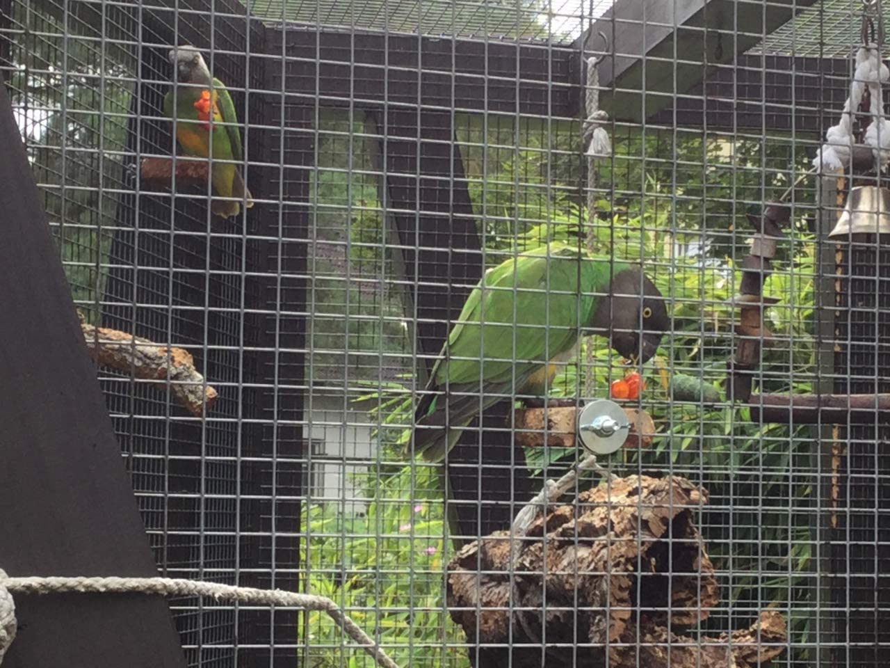  Juego de 3 Perchas para pájaros de Corteza de Corcho Natural. para Sentarse y Picar. Perchas de Corcho para periquitos, Canarios, Loros y Otras Aves (3 Piezas por Juego) 